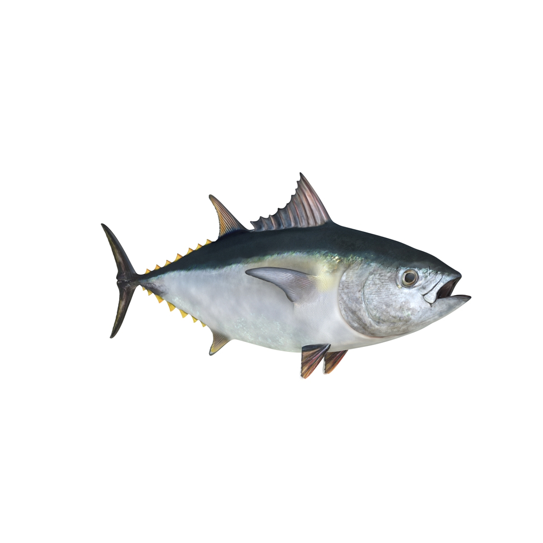 3D fishes 4 rigged https://p.turbosquid.com/ts-thumb/Yy/ubC5IM/KveZdtDp/rigged_fishes_collection_4_409/jpg/1545978867/1920x1080/turn_fit_q99/187ce16826b8eeba978bf917abbb7124a97ffaf3/rigged_fishes_collection_4_409-1.jpg