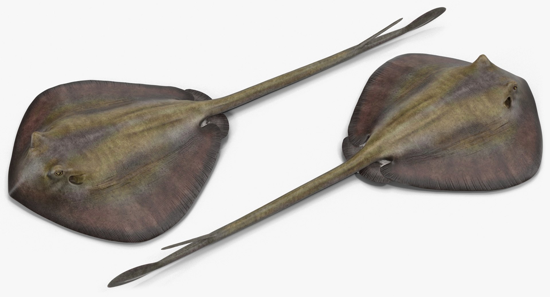 3D fishes 4 rigged https://p.turbosquid.com/ts-thumb/Yy/ubC5IM/Q7cw6C0C/riggedfishescollection43dsmodel059/jpg/1546256871/1920x1080/fit_q87/476b069fad8275a9f8bf18a844461e1050084aba/riggedfishescollection43dsmodel059.jpg
