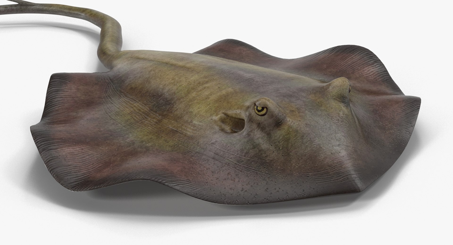 3D fishes 4 rigged https://p.turbosquid.com/ts-thumb/Yy/ubC5IM/X1vUsYmV/riggedfishescollection43dsmodel064/jpg/1546256871/1920x1080/fit_q87/72a410afa5c6893de9d9d750f7004e154f1ff649/riggedfishescollection43dsmodel064.jpg