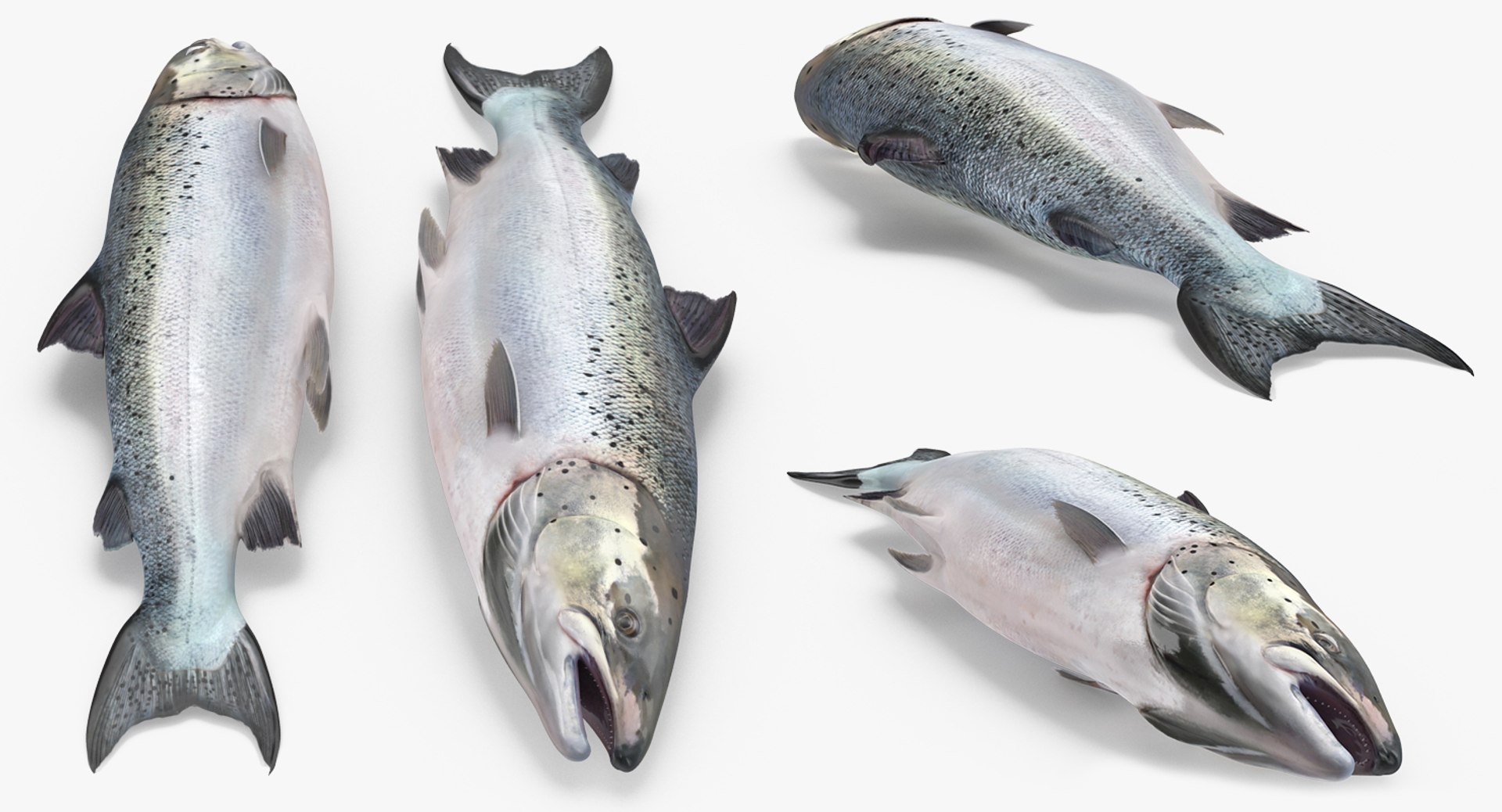 3D fishes 4 rigged https://p.turbosquid.com/ts-thumb/Yy/ubC5IM/YNxRhK44/riggedfishescollection43dsmodel024/jpg/1546256870/1920x1080/fit_q87/f9131a625c2510ba9cd1ccf9deada07b9e136e59/riggedfishescollection43dsmodel024.jpg