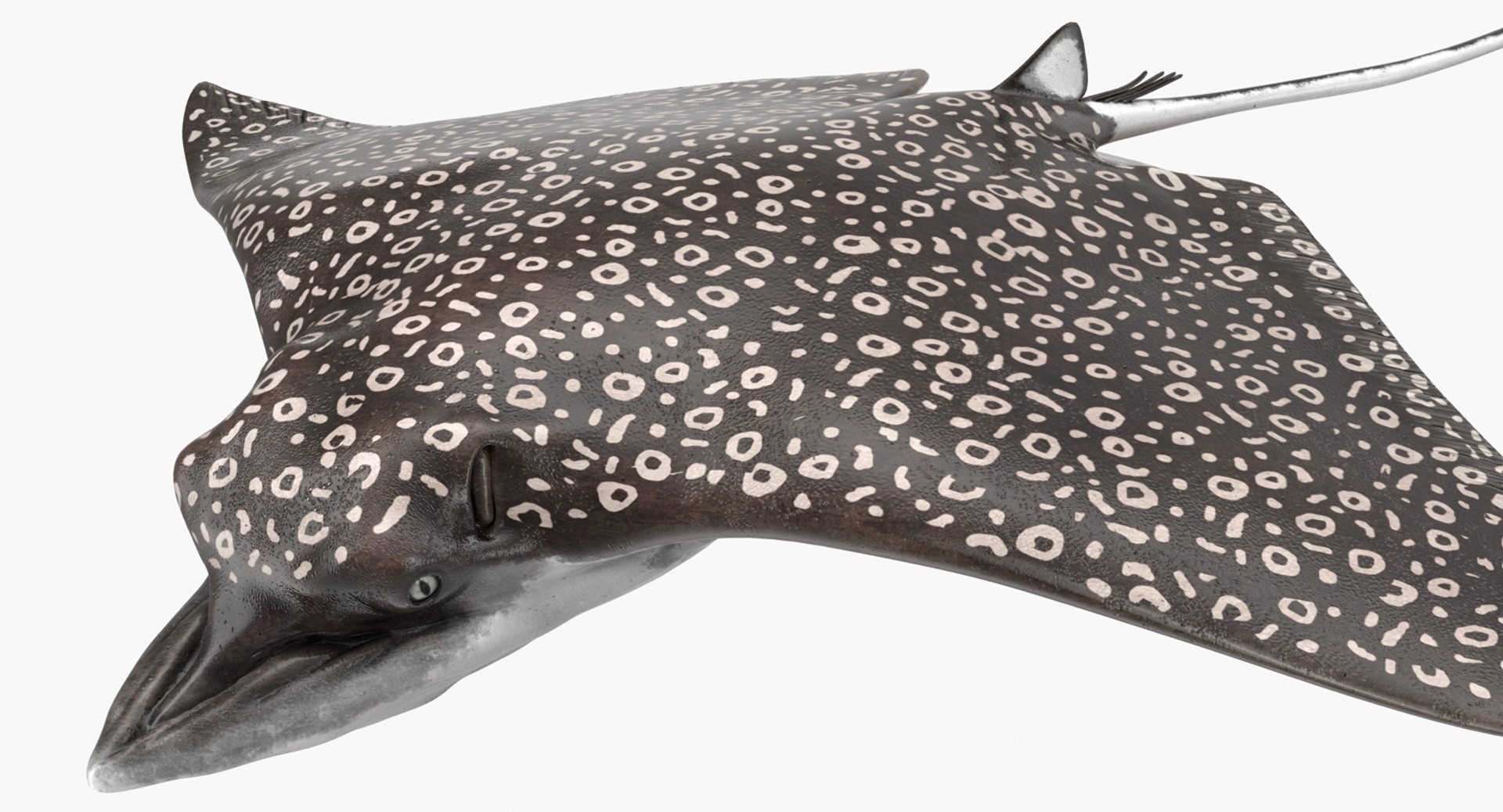 3D fishes 4 rigged https://p.turbosquid.com/ts-thumb/Yy/ubC5IM/aWGoXJ4f/riggedfishescollection43dsmodel095/jpg/1546256871/1920x1080/fit_q87/1a5a2ec594af3a648439d32c43f38d89a130f587/riggedfishescollection43dsmodel095.jpg