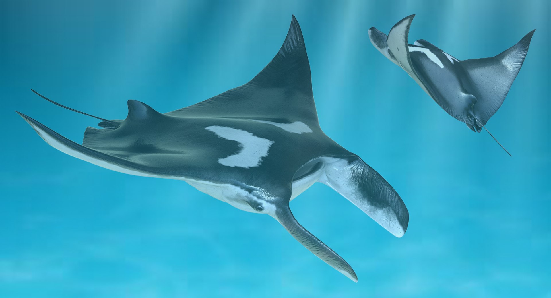 3D fishes 4 rigged https://p.turbosquid.com/ts-thumb/Yy/ubC5IM/fIxQ5OB7/riggedfishescollection43dsmodel050/jpg/1546256870/1920x1080/fit_q87/f2ad22a9aec51de4342fd46b12b12afc179774e9/riggedfishescollection43dsmodel050.jpg