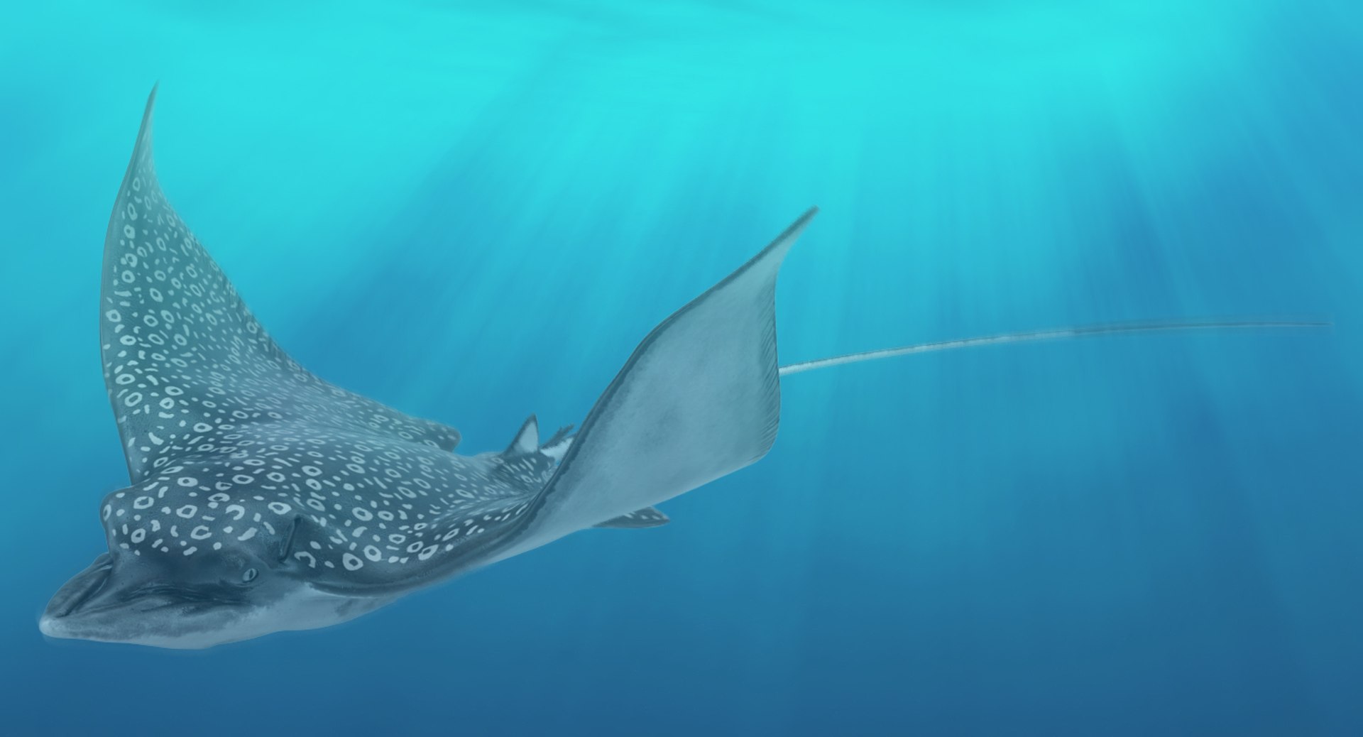 3D fishes 4 rigged https://p.turbosquid.com/ts-thumb/Yy/ubC5IM/g8JEE8iE/riggedfishescollection43dsmodel087/jpg/1546256871/1920x1080/fit_q87/0d683c51342afa9d3bd912a3e16fb60256c30ce5/riggedfishescollection43dsmodel087.jpg