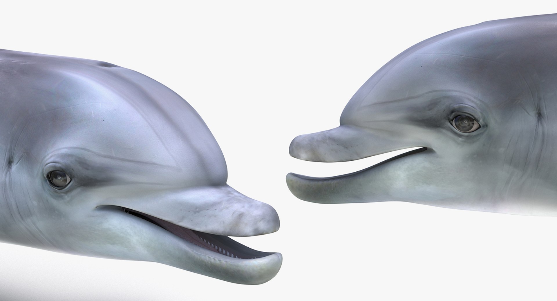 3D fishes 4 rigged https://p.turbosquid.com/ts-thumb/Yy/ubC5IM/mOcpTnZZ/riggedfishescollection43dsmodel121/jpg/1546256872/1920x1080/fit_q87/1f7b7d39f4ddd1f26a9db6d735b5b85c22a94c37/riggedfishescollection43dsmodel121.jpg