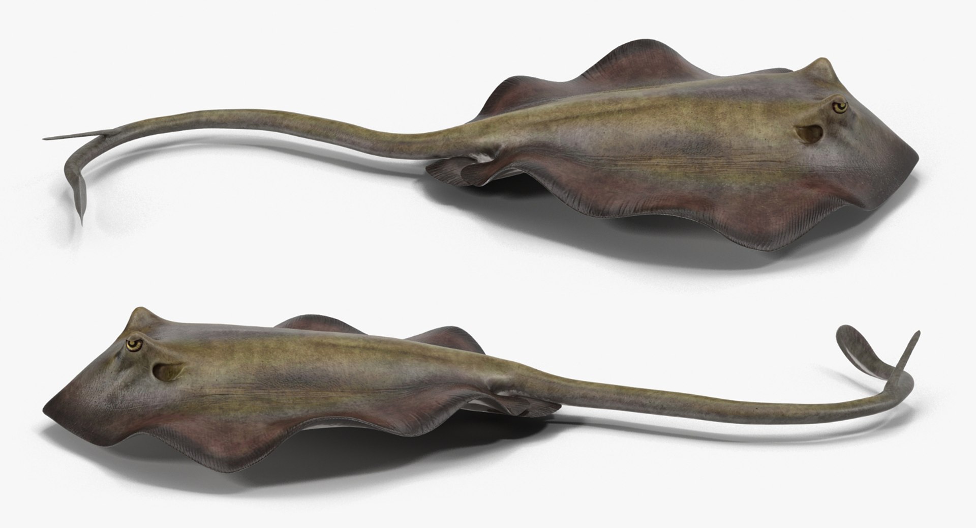 3D fishes 4 rigged https://p.turbosquid.com/ts-thumb/Yy/ubC5IM/obeaXQCA/riggedfishescollection43dsmodel062/jpg/1546256871/1920x1080/fit_q87/dfebfac8e98222dd18c70726024ad5e25c8bae72/riggedfishescollection43dsmodel062.jpg