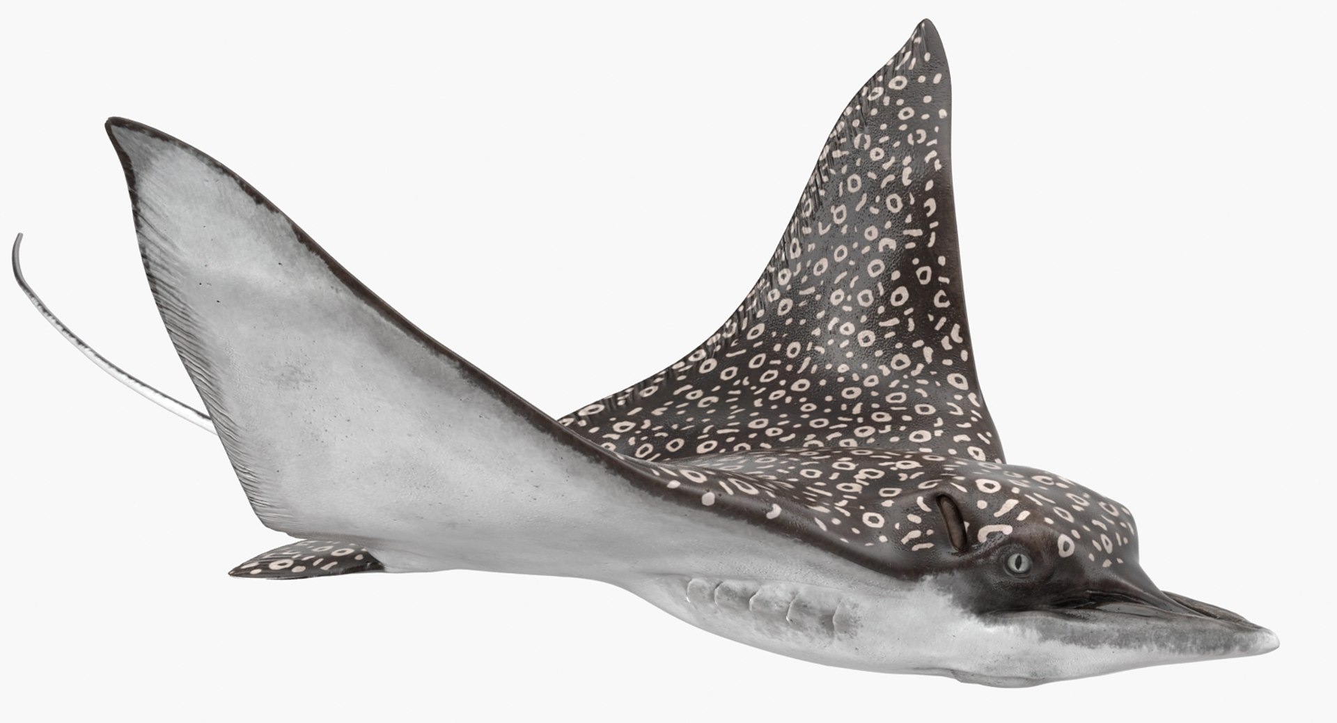 3D fishes 4 rigged https://p.turbosquid.com/ts-thumb/Yy/ubC5IM/psduicFC/riggedfishescollection43dsmodel091/jpg/1546256871/1920x1080/fit_q87/62a77c0807872e6e3ce2a9cfa02bc0437c03cdec/riggedfishescollection43dsmodel091.jpg