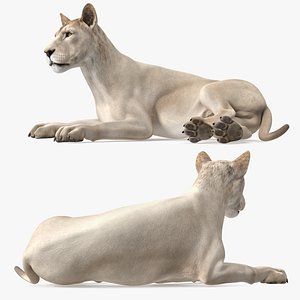 3D Young White Lion Lying Pose
