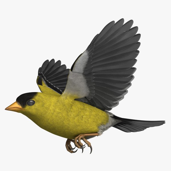 rigged american goldfinch 3D model
