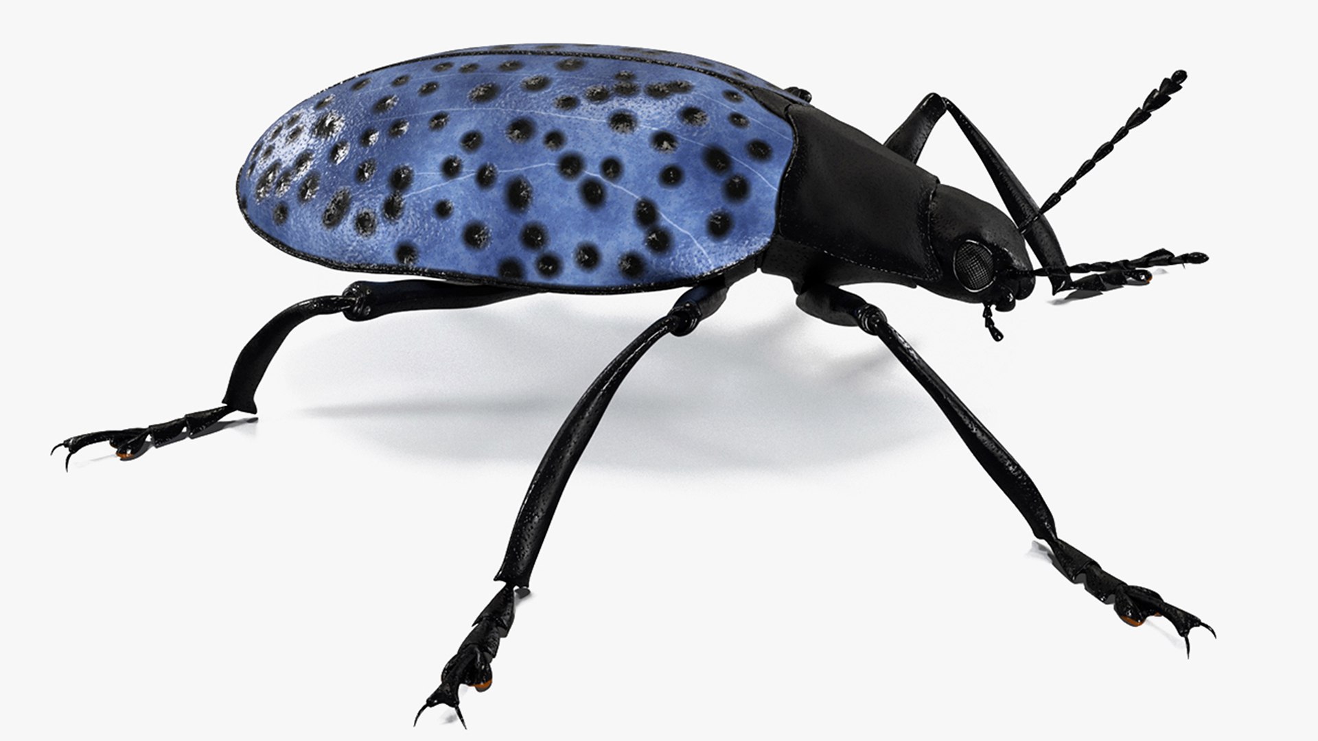Blue Fungus Beetle 3D model preview