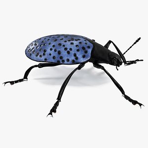 Blue Fungus Beetle 3D model