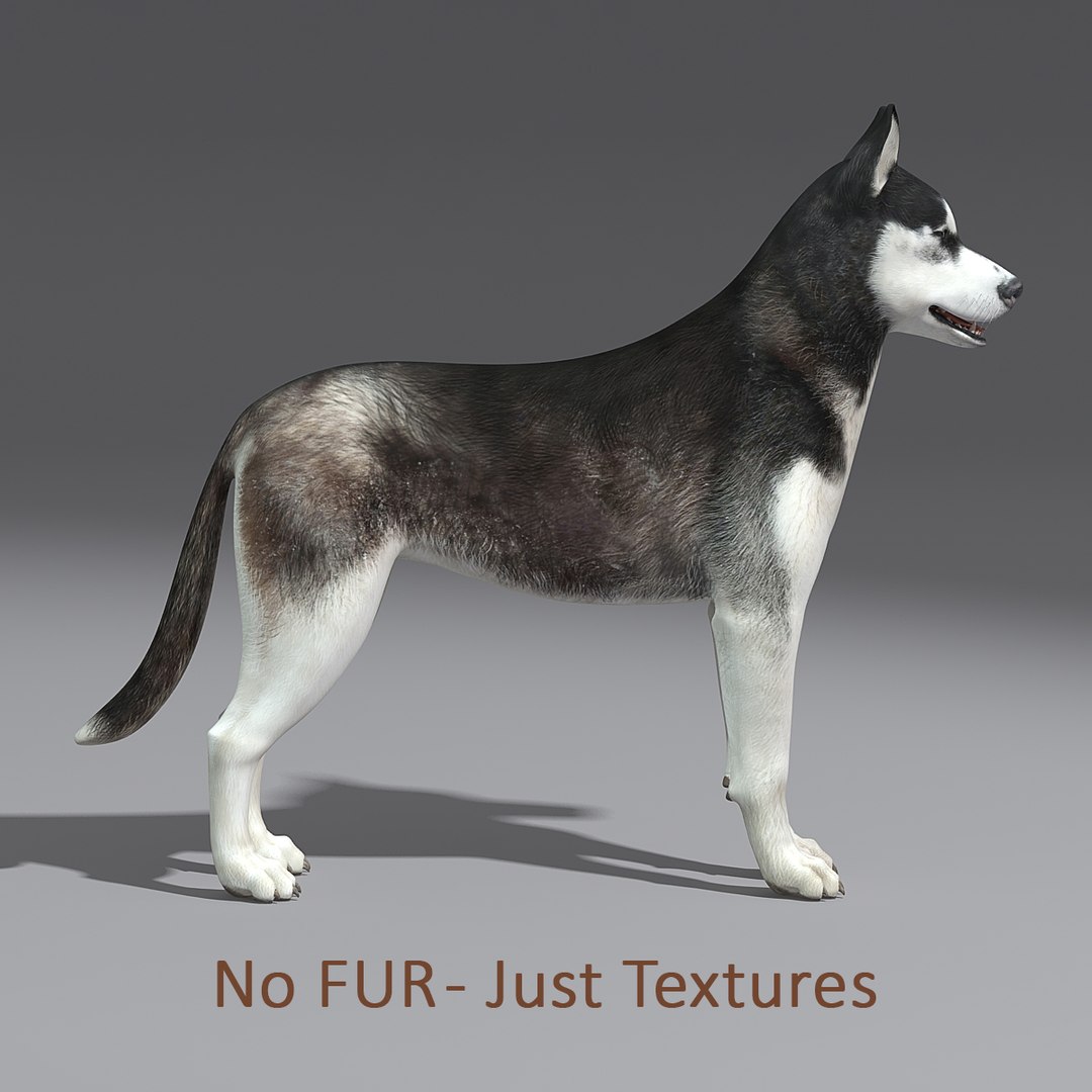 Siberian Husky Fur 3d Model