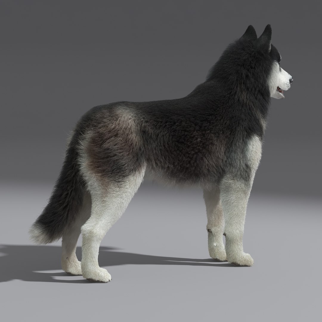 Siberian Husky Fur 3d Model