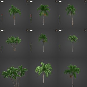 3D 2021 PBR Foxtail Palm Collection - Wodyetia Bifurcata