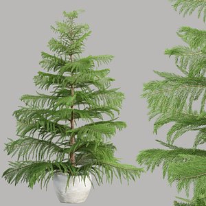 Norfolk pine vol 33