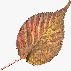 3D autumn leaf