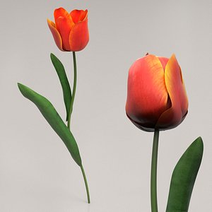 Red Tulip Flower Blooming Animated Rigged For Maya