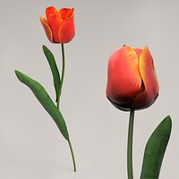 Red Tulip Flower Blooming Animated Rigged For Maya