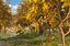 Camino de bosque de otoño