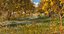 Camino de bosque de otoño