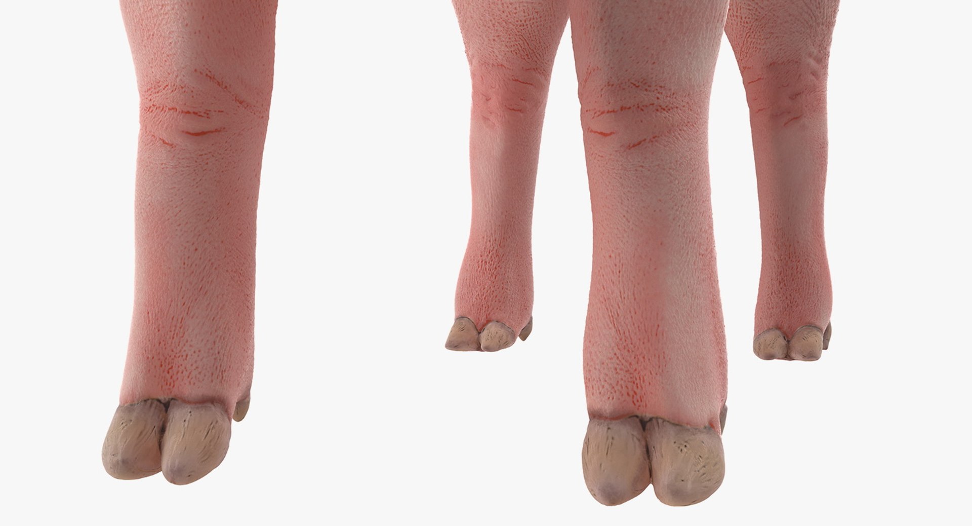 pig piglet landrace rigged 3D https://p.turbosquid.com/ts-thumb/Yz/eWs7ON/CJ3tl7Hz/pigpigletlandraceriggedvray3dmodel013/jpg/1545245605/1920x1080/fit_q87/7b316b0c522f5d0c2ec209cfc37225f23d6a5319/pigpigletlandraceriggedvray3dmodel013.jpg