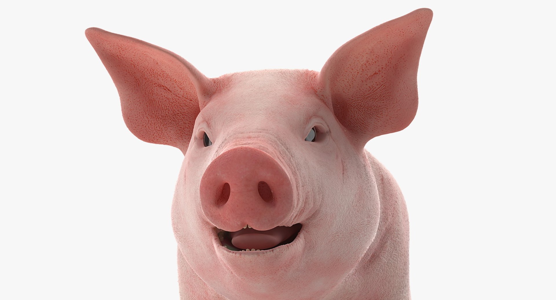 pig piglet landrace rigged 3D https://p.turbosquid.com/ts-thumb/Yz/eWs7ON/IfMHShla/pigpigletlandraceriggedvray3dmodel011/jpg/1545245597/1920x1080/fit_q87/9184cc68e06a64ead1d5d145247829d6f434327c/pigpigletlandraceriggedvray3dmodel011.jpg