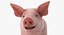 pig piglet landrace rigged 3D