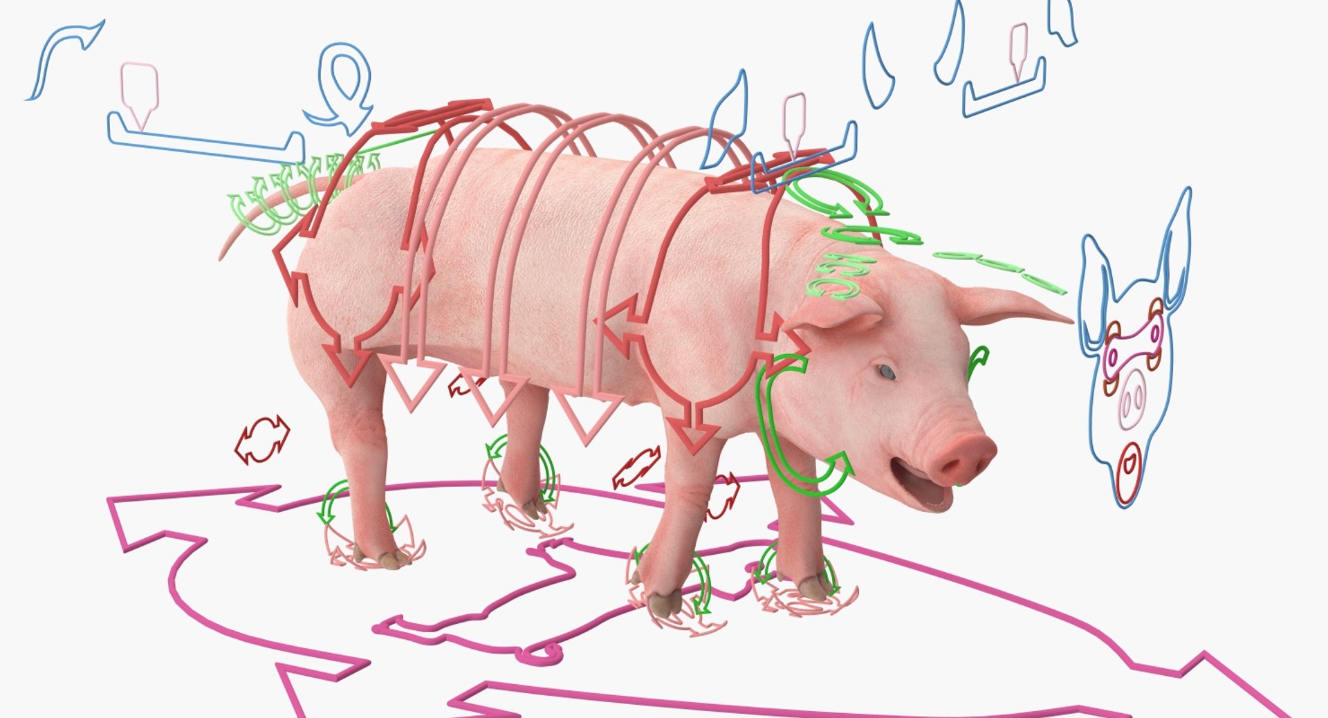 pig piglet landrace rigged 3D https://p.turbosquid.com/ts-thumb/Yz/eWs7ON/JfqQ3NB4/pigpigletlandraceriggedvray3dmodel002/jpg/1545245569/1920x1080/fit_q87/509e787cc3f458d558665d4781a6bea51e068c59/pigpigletlandraceriggedvray3dmodel002.jpg