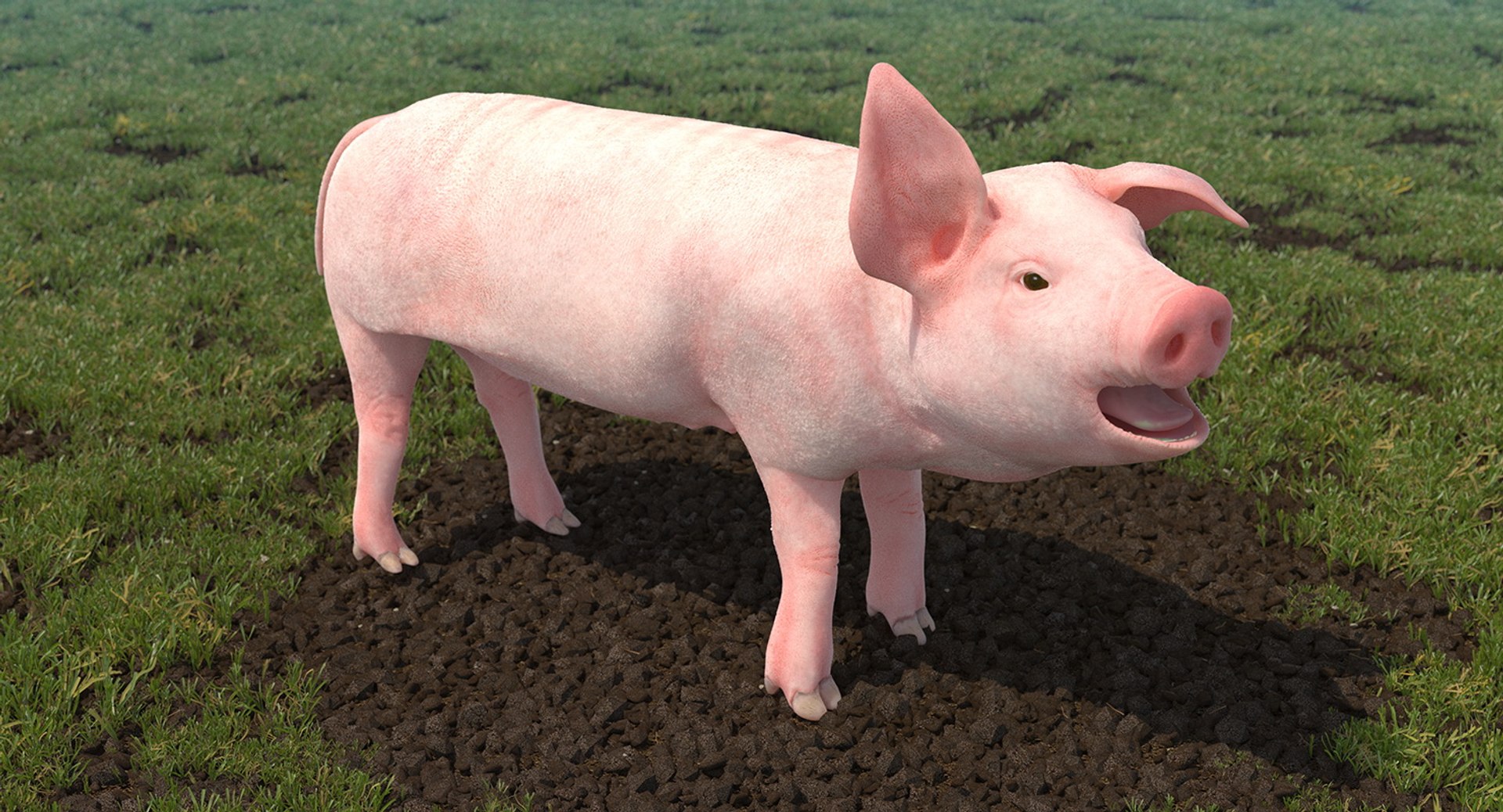 pig piglet landrace rigged 3D https://p.turbosquid.com/ts-thumb/Yz/eWs7ON/TCllXnEc/pigpigletlandraceriggedvray3dmodel005/jpg/1545245578/1920x1080/fit_q87/5f0ed4505d44a0956d61eb6f3133578257df221a/pigpigletlandraceriggedvray3dmodel005.jpg