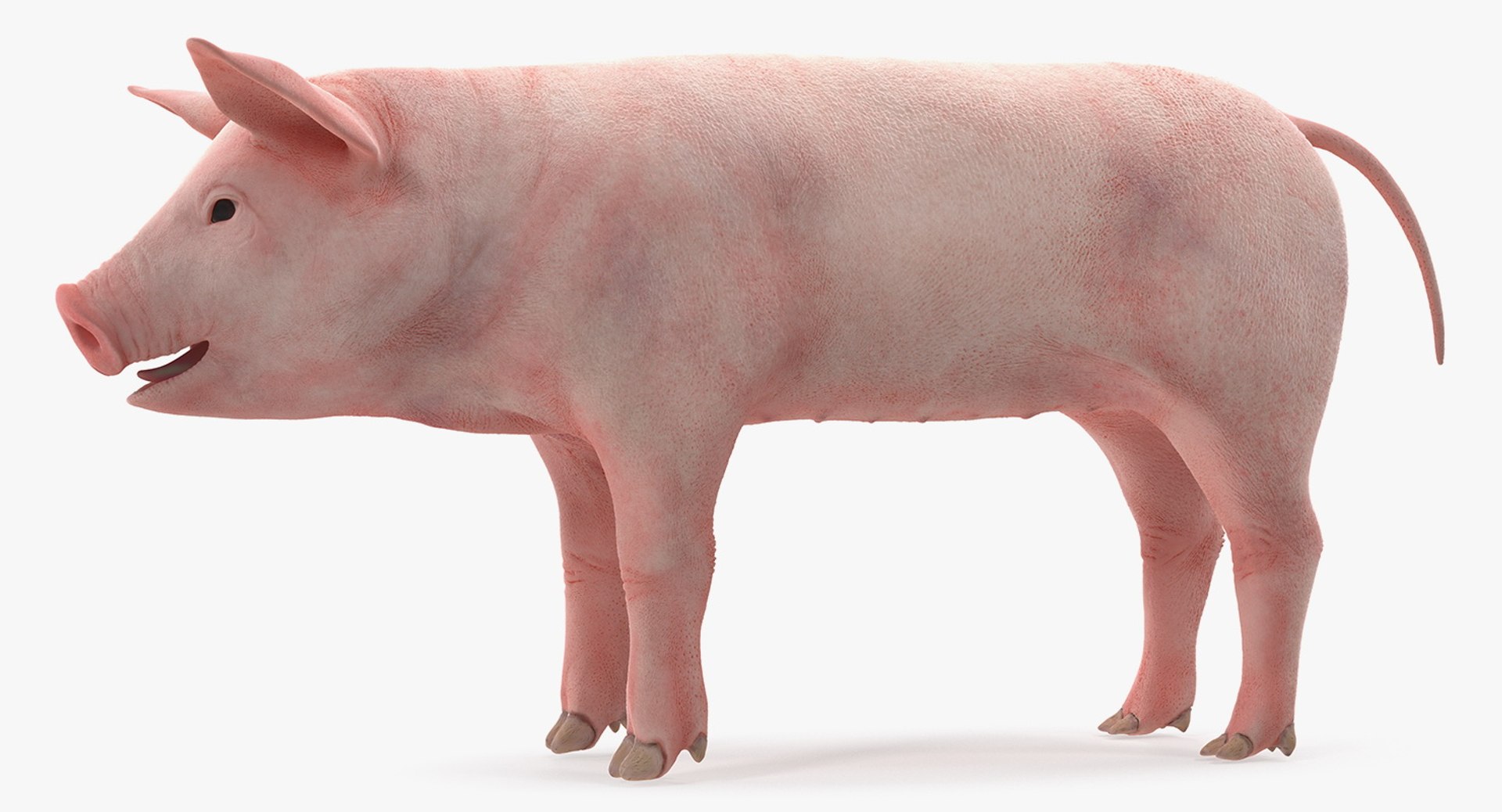 pig piglet landrace rigged 3D https://p.turbosquid.com/ts-thumb/Yz/eWs7ON/cI1vjSup/pigpigletlandraceriggedvray3dmodel008/jpg/1545245588/1920x1080/fit_q87/189eb3dabccec48de7b1ddc92ac20a10e6125096/pigpigletlandraceriggedvray3dmodel008.jpg