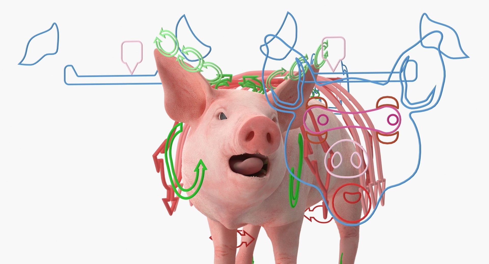 pig piglet landrace rigged 3D https://p.turbosquid.com/ts-thumb/Yz/eWs7ON/hF0soHS3/pigpigletlandraceriggedvray3dmodel003/jpg/1545245572/1920x1080/fit_q87/8a20f5dab6fc8e4f86609ffd71c8d160c8f97baf/pigpigletlandraceriggedvray3dmodel003.jpg