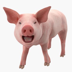 Pig Piglet Landrace Rigged 3D Model