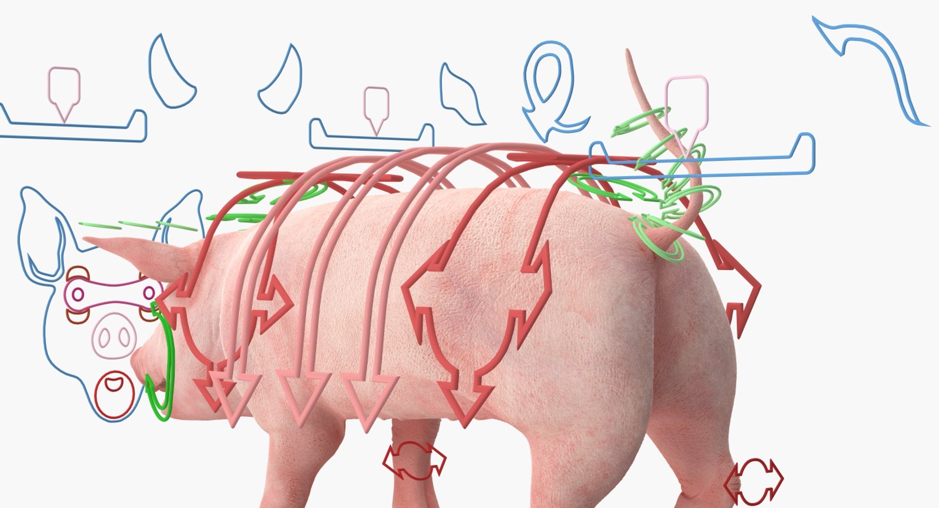pig piglet landrace rigged 3D https://p.turbosquid.com/ts-thumb/Yz/eWs7ON/tLDHea8B/pigpigletlandraceriggedvray3dmodel004/jpg/1545245575/1920x1080/fit_q87/6f1865b3fca88dd5af734c6bb542dff005c77315/pigpigletlandraceriggedvray3dmodel004.jpg