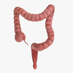 3D model human large intestine
