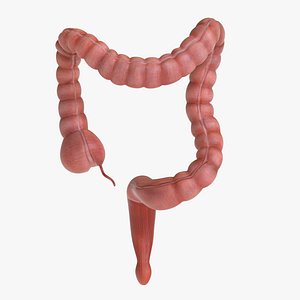 Large Intestine