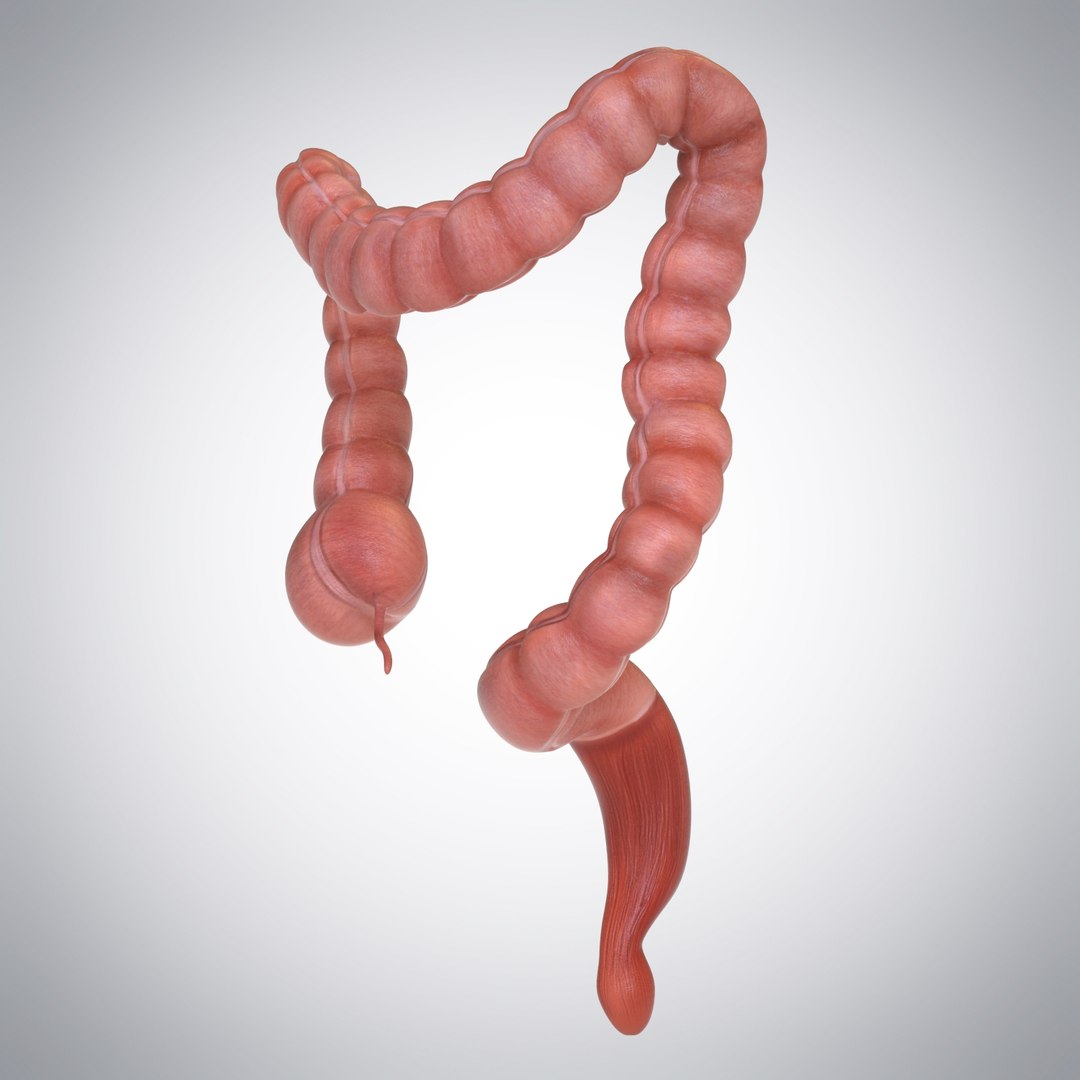 3D model human large intestine https://p.turbosquid.com/ts-thumb/Yz/oAkgLl/IDHgcCeU/colon03/jpg/1499201513/1920x1080/fit_q87/3647f74460fecedd56a45cc9f0d214935d19baee/colon03.jpg