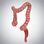 3D model human large intestine
