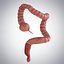 3D model human large intestine