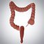 3D model human large intestine