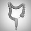 3D model human large intestine