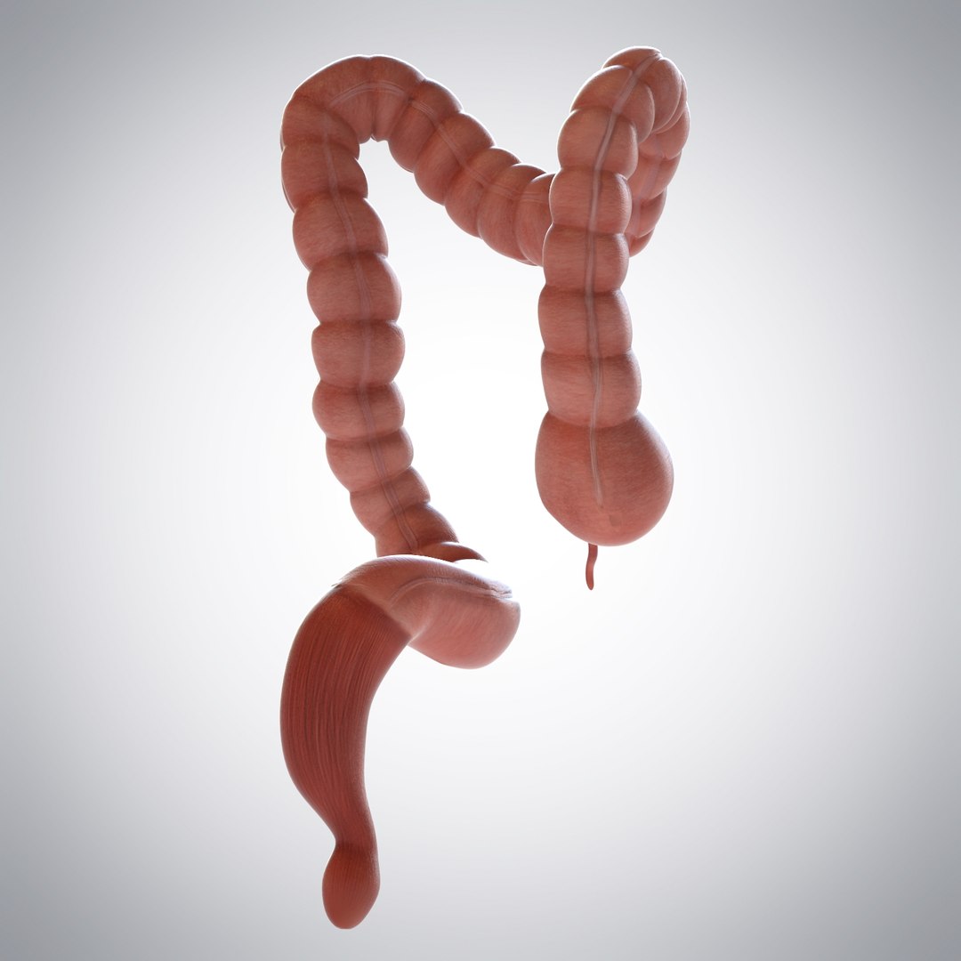 3D Model Human Large Intestine - TurboSquid 1175159