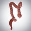 3D model human large intestine