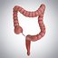 3D model human large intestine