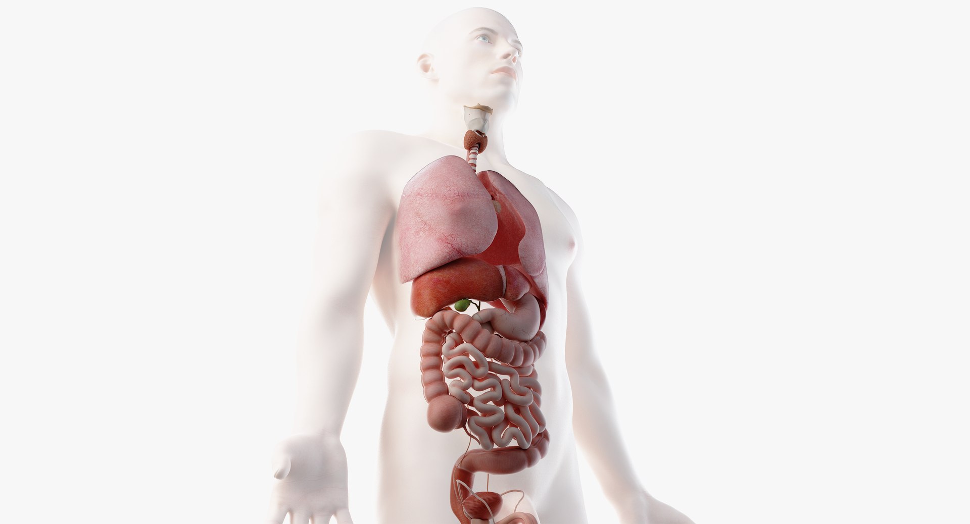 male female anatomy set model https://p.turbosquid.com/ts-thumb/Yz/pmOAeZ/3qxPlpxG/organs10/png/1560854526/1920x1080/fit_q87/2b83d3ad72348f9bf23446a4094d446d1acde647/organs10.jpg