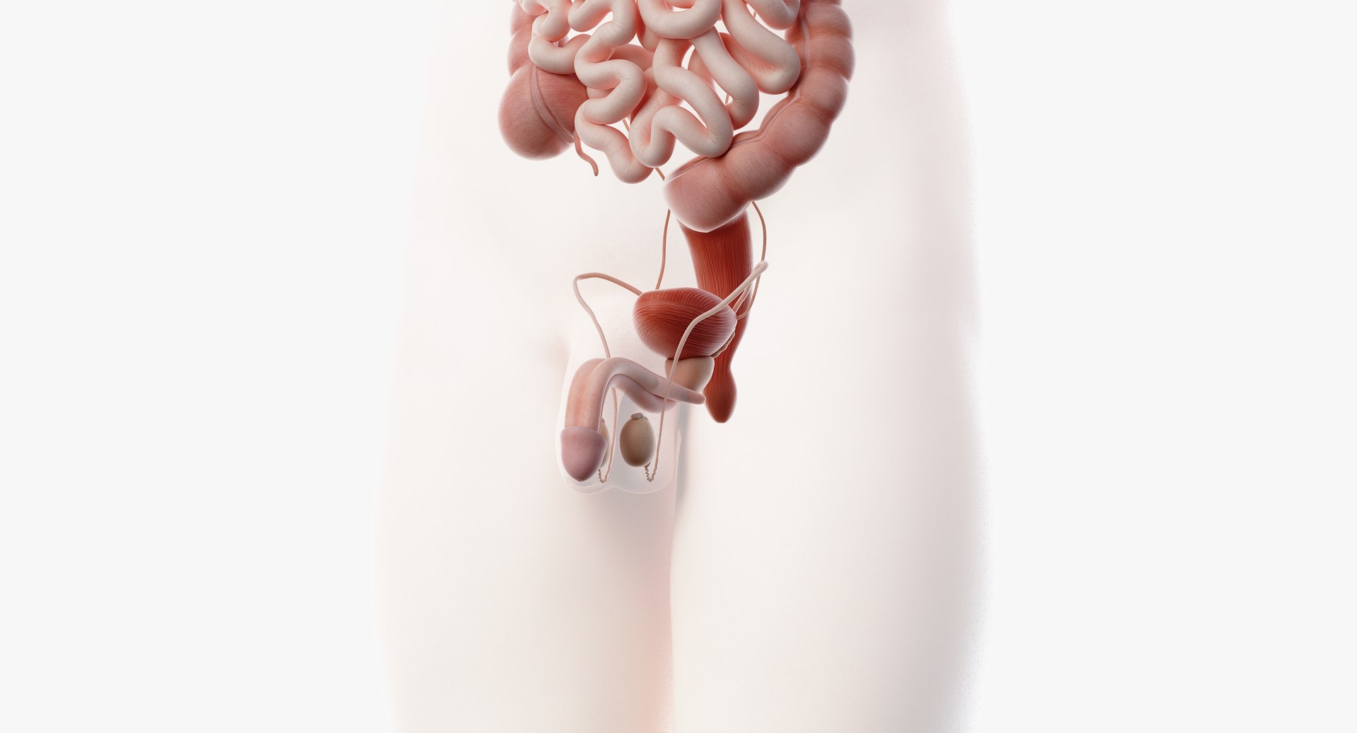 male female anatomy set model https://p.turbosquid.com/ts-thumb/Yz/pmOAeZ/8bJXrCgc/organs09/png/1560854548/1920x1080/fit_q87/e0a8c6fd21d5206dfa336ac82b7f366ca0528714/organs09.jpg