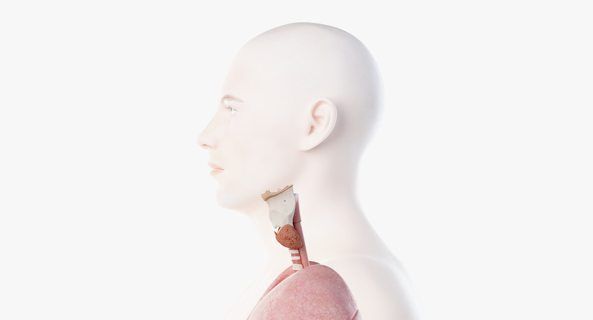 male female anatomy set model https://p.turbosquid.com/ts-thumb/Yz/pmOAeZ/FaLv2rwH/organs04/png/1560854548/1920x1080/fit_q87/1fe9c7026f0ec8257a2487319868d9f2e1bbc1d9/organs04.jpg