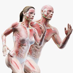 male female anatomy set model