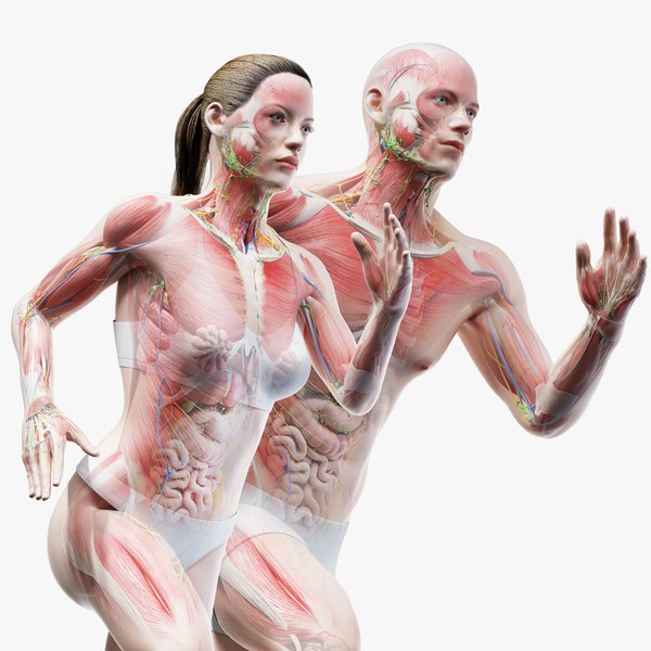 Anatomia Corporal Feminina Completa Modelo 3D - TurboSquid 1611038