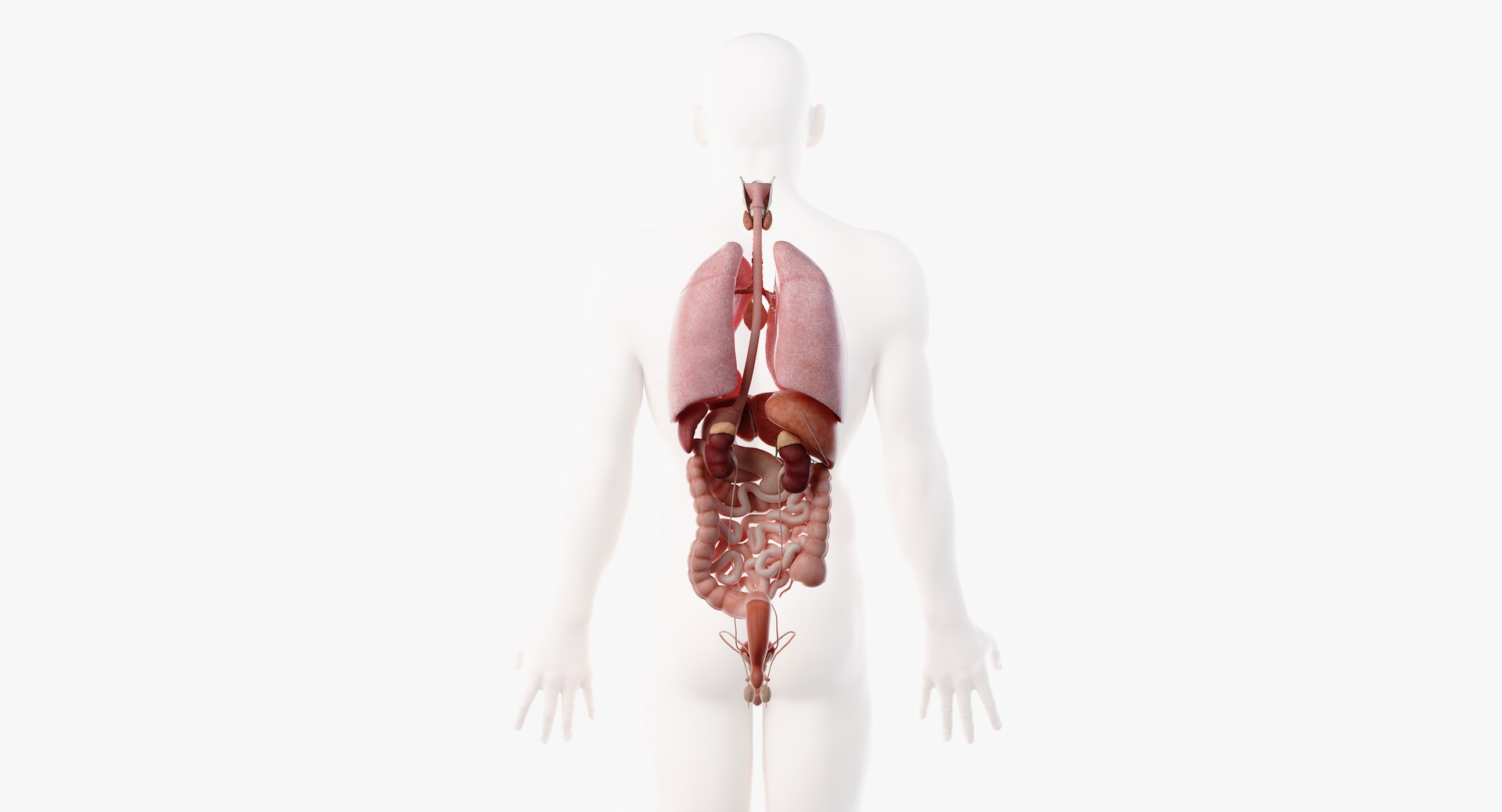 male female anatomy set model https://p.turbosquid.com/ts-thumb/Yz/pmOAeZ/O6hnFiiZ/organs07/png/1560854548/1920x1080/fit_q87/945a9bfb0b353ac4b1d9ee3fb18909b38981d5ab/organs07.jpg
