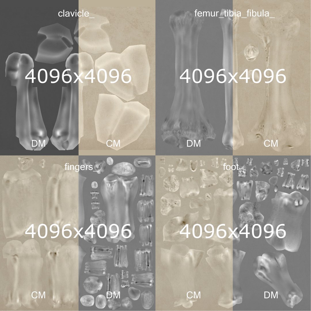 male female anatomy set model https://p.turbosquid.com/ts-thumb/Yz/pmOAeZ/VD6qH5QF/skeletal_unwrap_01/png/1560854911/1920x1080/fit_q87/534f85f8ee2ab9ca676a5b079df7e9ce09645314/skeletal_unwrap_01.jpg