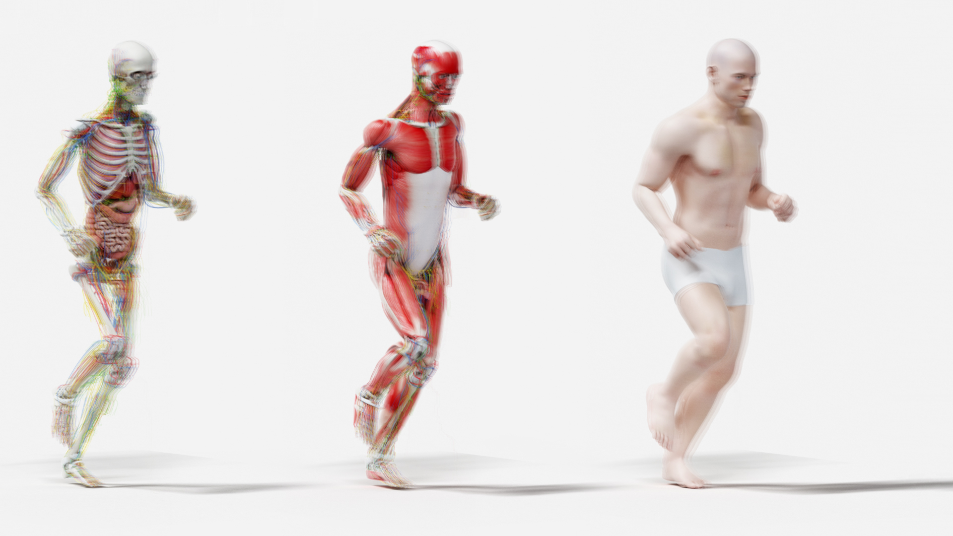 male female anatomy set model https://p.turbosquid.com/ts-thumb/Yz/pmOAeZ/bxwylTQq/tt_male_front/jpg/1604774935/1920x1080/turn_fit_q99/3249e0d6d0f12c49157f5e514e225d3ba8d767ea/tt_male_front-1.jpg